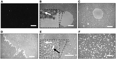 Supported Lipid Bilayers of Escherichia coli Extracted Lipids and Their Calcium Dependence